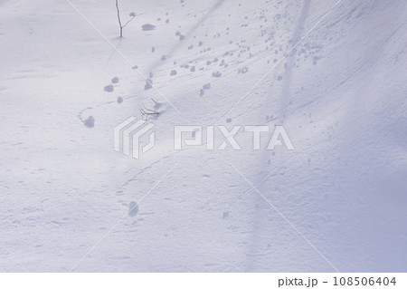 真冬の原生林雪景色 真冬の原生林雪景色 108506404