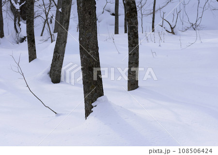 真冬の原生林雪景色 真冬の原生林雪景色 108506424
