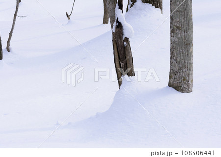 真冬の原生林雪景色 真冬の原生林雪景色 108506441