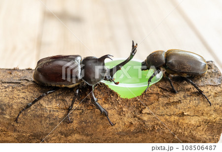 カブトムシ飼育 カブトムシ飼育 108506487