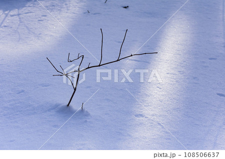 真冬の原生林雪景色 真冬の原生林雪景色 108506637