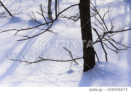 真冬の原生林雪景色 108506673