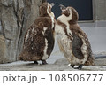 羽が生え変わる時期のペンギン 108506777