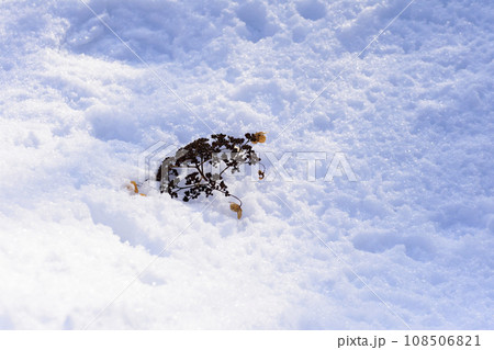真冬の原生林雪景色 真冬の原生林雪景色 108506821