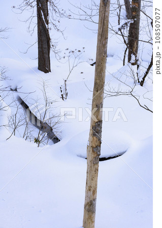 真冬の原生林雪景色 108507077