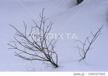 真冬の原生林雪景色 真冬の原生林雪景色 108507080
