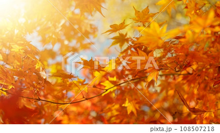 Red and orange autumn leaves on the branches against the background of the turquoise sky. 108507218