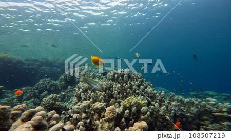 Coral Reef with Flock of Fish, Egypt. 108507219