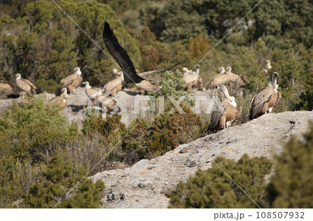 Griffon vultures. 108507932