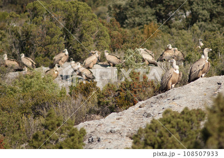Griffon vultures. 108507933