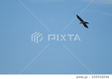Bearded vulture in flight. Bearded vulture in flight. 108508046