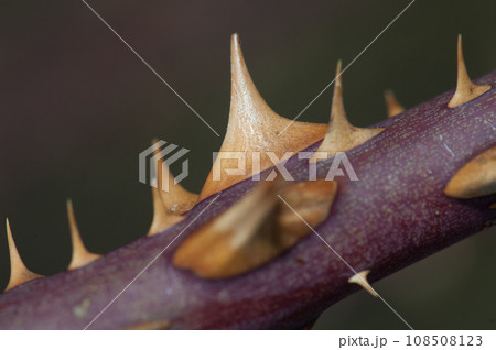 Branch of dog rose. Branch of dog rose. 108508123