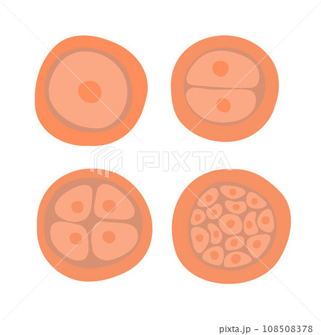 The process of cell division during fertilization. Egg cell division. Fertilization of the egg. Zygote. The process of cell division during fertilization. Egg cell division. Fertilization of the egg. Zygote. 108508378