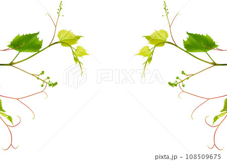Grape leaves isolated on white . Collage. Free space for text. Grape leaves isolated on white . Collage. Free space for text. 108509675