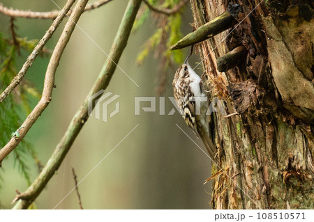 キバシリ キバシリ 108510571