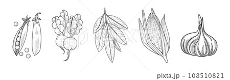 Sketch Garden Vegetable and Fresh Agricultural Crop Vector Set 108510821