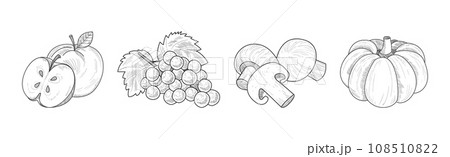 Sketch Garden Vegetable and Fresh Agricultural Crop Vector Set 108510822