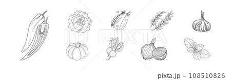 Sketch Garden Vegetable and Fresh Agricultural Crop Vector Set 108510826