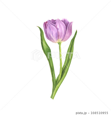 Lilac tulip watercolor illustration isolated on a white background Lilac tulip watercolor illustration isolated on a white background 108510955