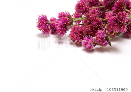 白背景のセンニチコウの花束 108511969