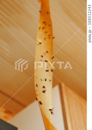 Adhesive tape from flies. An effective tool for controlling insects indoors.  108512243
