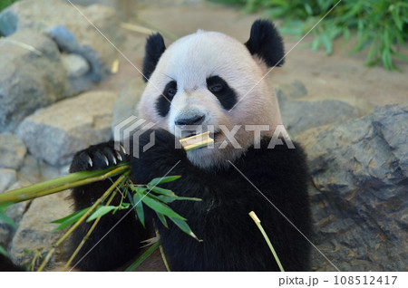 おいしそうに竹を食べる海浜 おいしそうに竹を食べる海浜 108512417