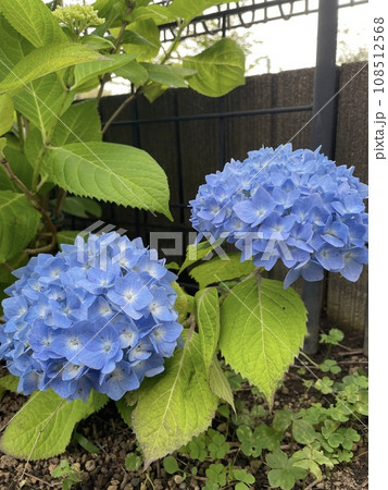 青い紫陽花 青い紫陽花 108512568