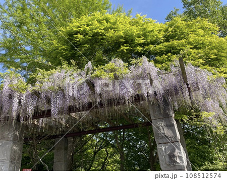 藤の花と白い藤 藤の花と白い藤 108512574