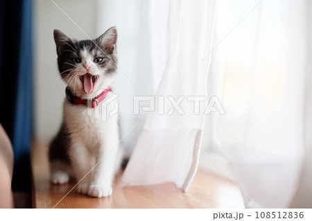 あくびする猫 108512836