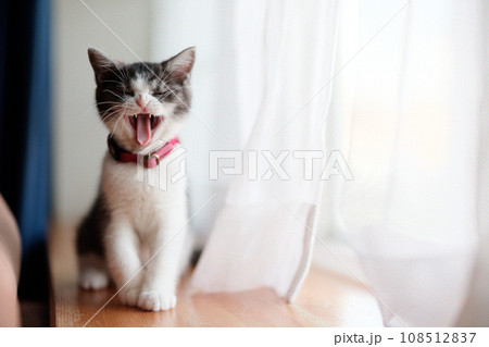 あくびする猫 108512837