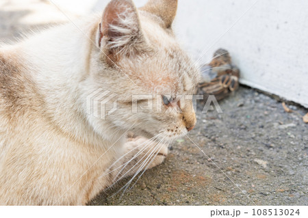 Grey and yellow cat with blue eyes after bird hunting 108513024