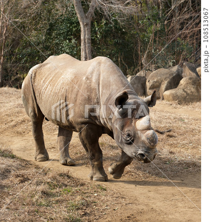 向かってくるヒガシクロサイ 向かってくるヒガシクロサイ 108513067