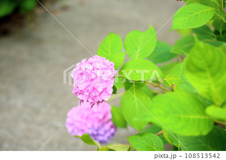 ヒメアジサイの花 108513542