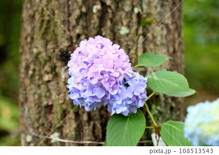 アジサイの花　宵の星 108513543