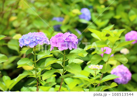 アジサイの花　宵の星 108513544