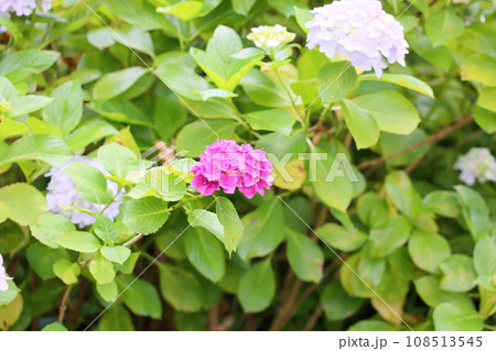 アジサイの花 108513545