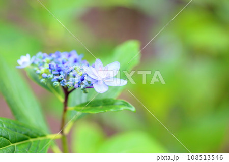 ガクアジサイの花 伊豆の華 ガクアジサイの花 伊豆の華 108513546