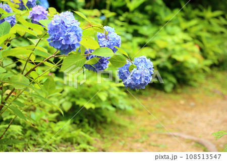 アジサイの花 アジサイの花 108513547
