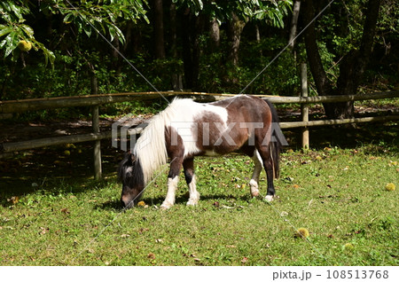 秋の遠野ふるさと村 108513768