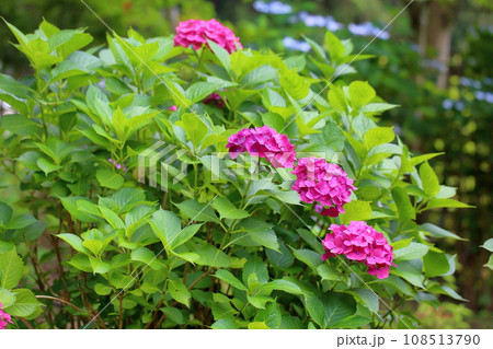 アジサイの花 アジサイの花 108513790