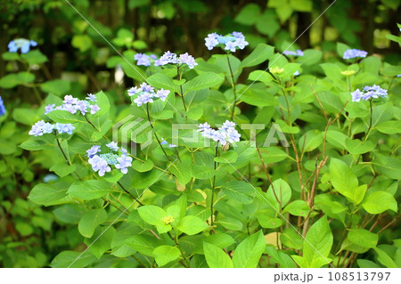 アジサイの花 アジサイの花 108513797