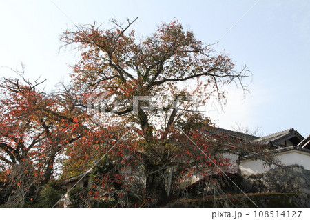 紅葉の奈良明日香村 紅葉の奈良明日香村 108514127