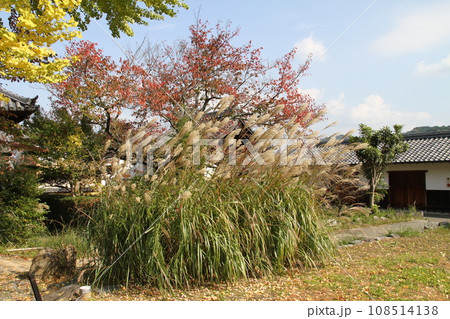 紅葉に包まれた明日香村橘寺参道 紅葉に包まれた明日香村橘寺参道 108514138
