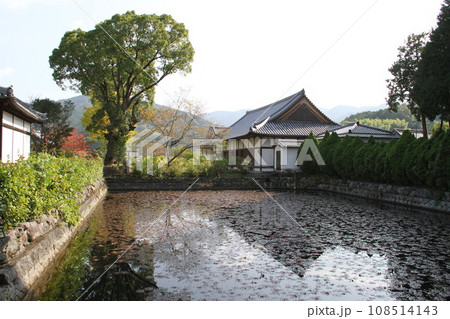 紅葉に包まれた明日香村橘寺 紅葉に包まれた明日香村橘寺 108514143