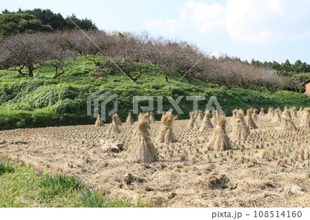 秋の明日香村古墳のある風景 108514160