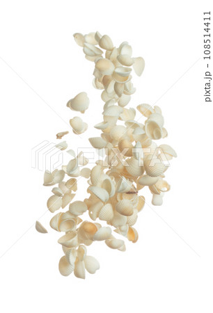 Seashell fall splashing in air. sea shell explosion flying, abstract cloud fly. Many Small white Seashell scatter in many group. White background isolated high speed shutter freeze motion 108514411