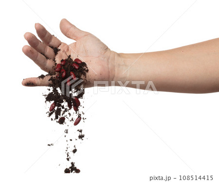 Soil dirt red bean mix fall from hand. Kidney bean soil fertilizer abstract cloud fly. Soil mix red beans planting splash stop in air. white background isolated high speed freeze motion 108514415