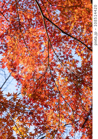 秋の赤城森林公園で見上げる紅葉 108514420