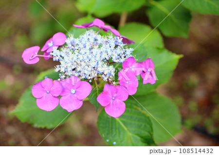 アジサイの花 アジサイの花 108514432
