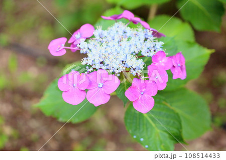 アジサイの花 108514433
